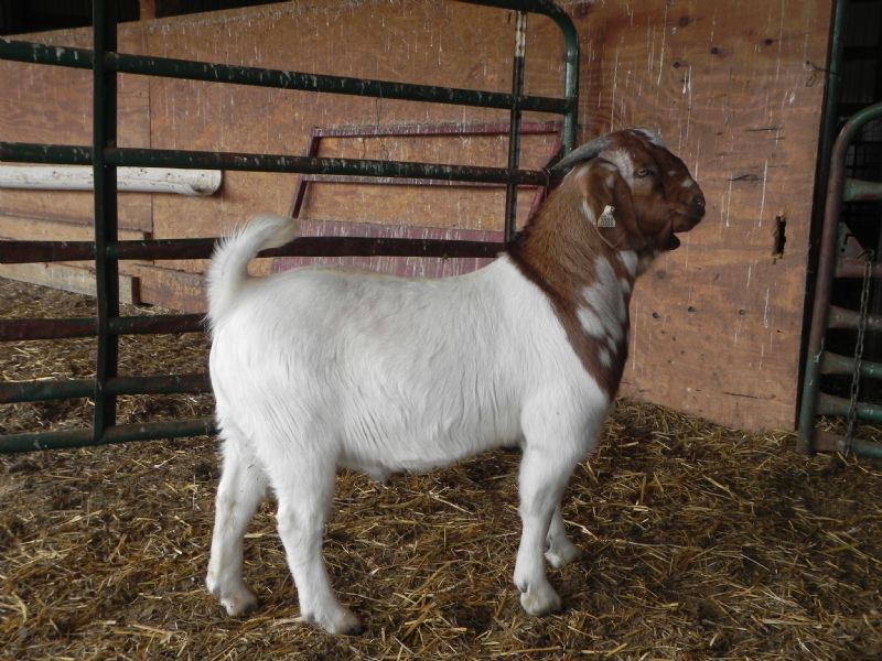 Buckling #336 - Boer Goat Buck