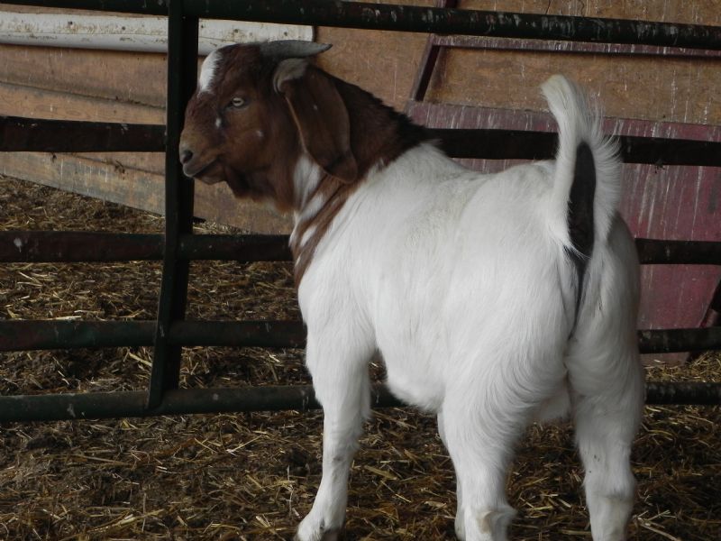 Buckling #336 - Boer Goat Buck