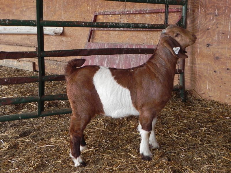Buckling #376 - Boer Goat Buck