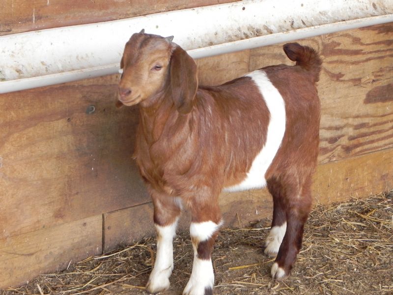 Buckling #376 - Boer Goat Buck