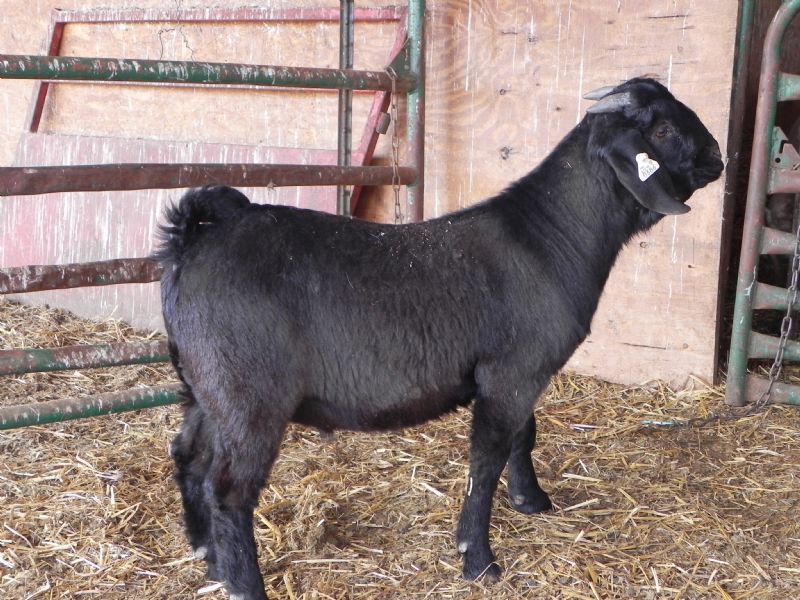 Buckling # 386 *** SALE PRICE $550 *** - Boer Goat Buck