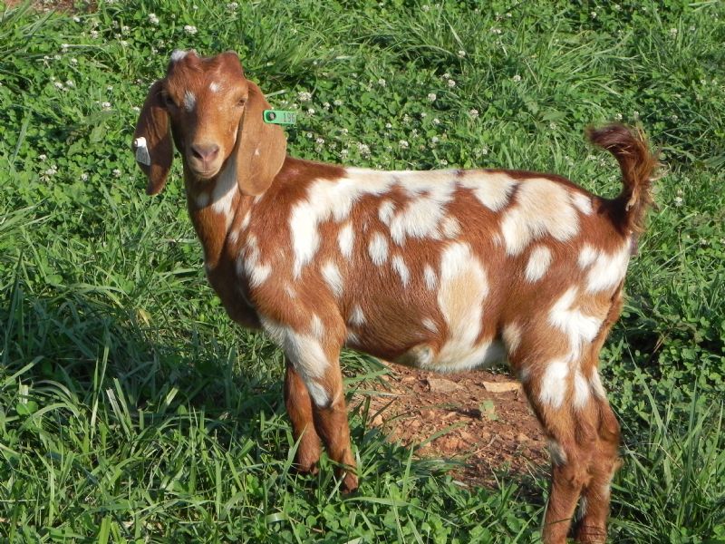 196G - Boer Goat Doe