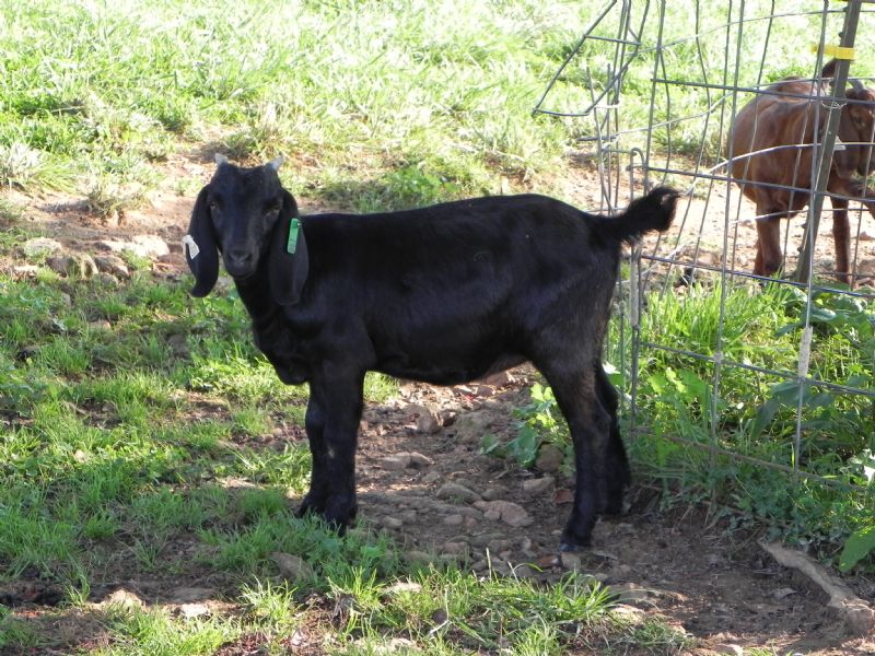 198G - Boer Goat Doe