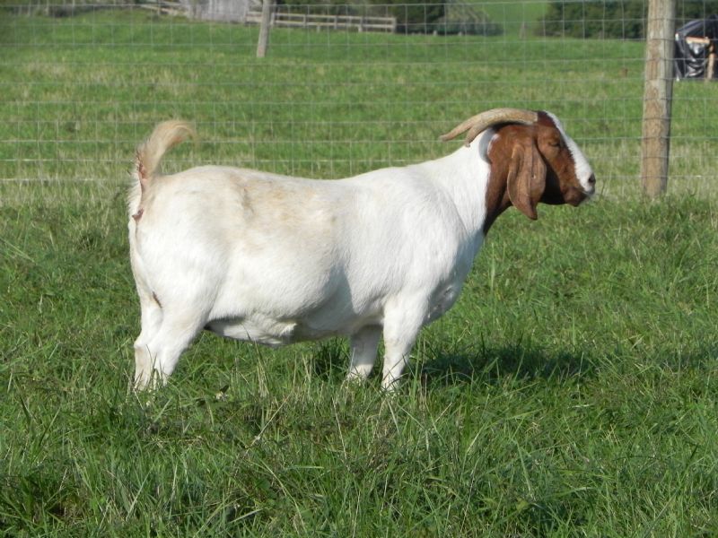 Cane Run Creek's Addae Morning Sun #47Y - Boer Goat Doe