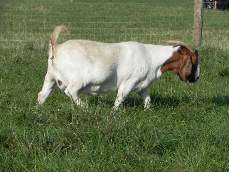 Cane Run Creek's Addae Morning Sun #47Y - Boer Goat Doe