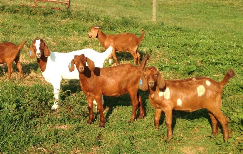 95B DOELING - Boer Goat Doe
