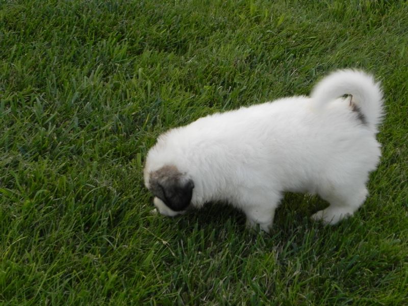 PUPPY #6 MALE ***SOLD** - Previously Sold Dog Puppy