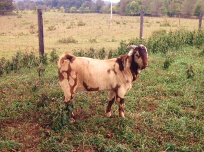 CANE RUN CREEK'S #415 - Boer Goat Buck