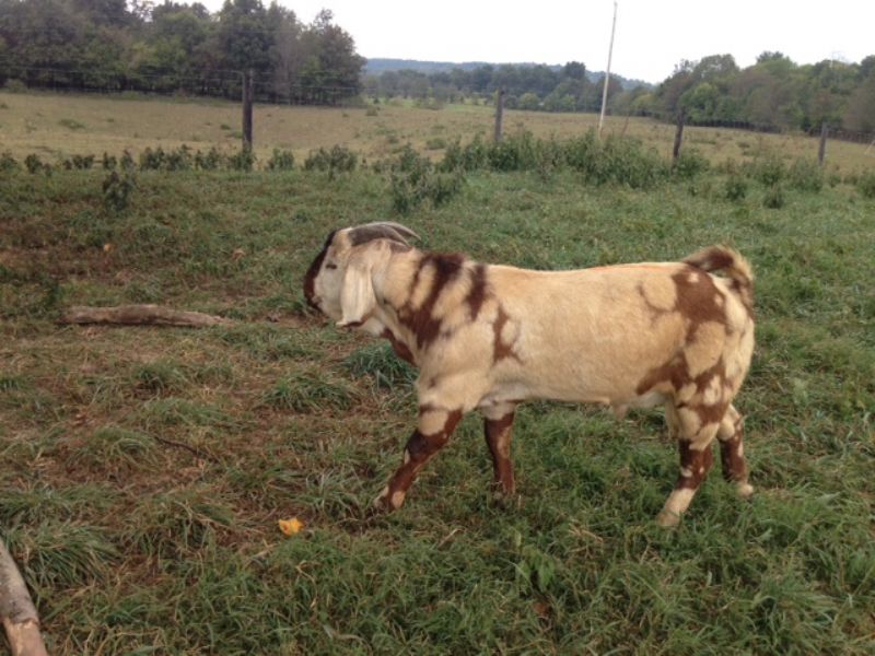 CANE RUN CREEK'S #415 - Boer Goat Buck