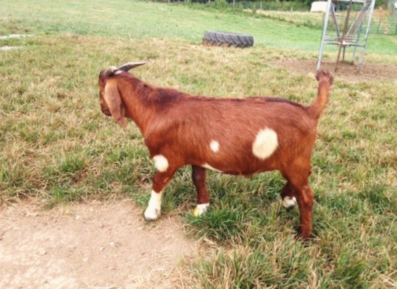 #420 Spotted Bucking**REDUCED**$650 - Boer Goat Buck