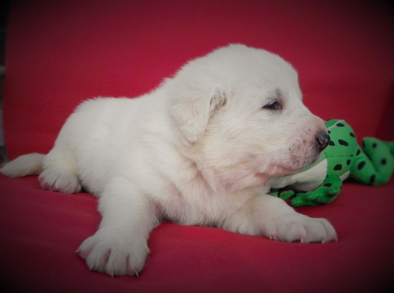 Bella's Puppy #5 Male**SOLD**WAYNE G. - Previously Sold Dog Puppy