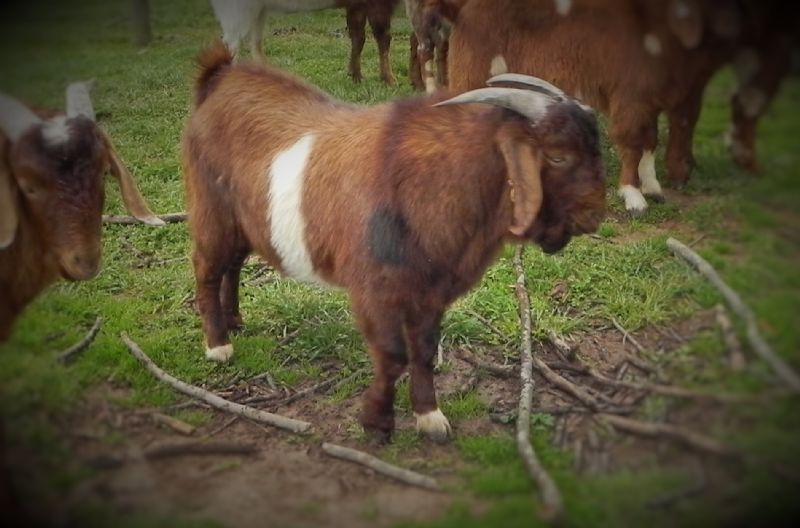 White Banded Buck**REDUCED** $675 - Boer Goat Buck