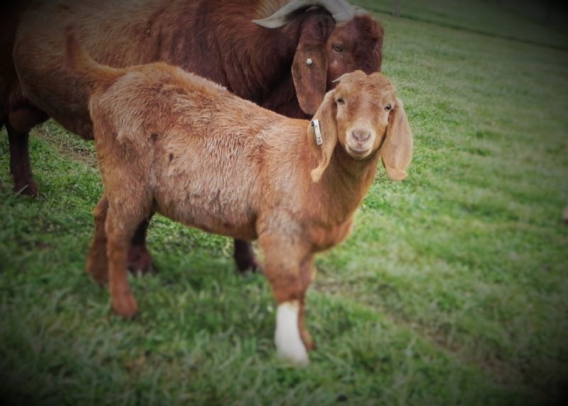 #28W DOELING - Boer Goat Doe