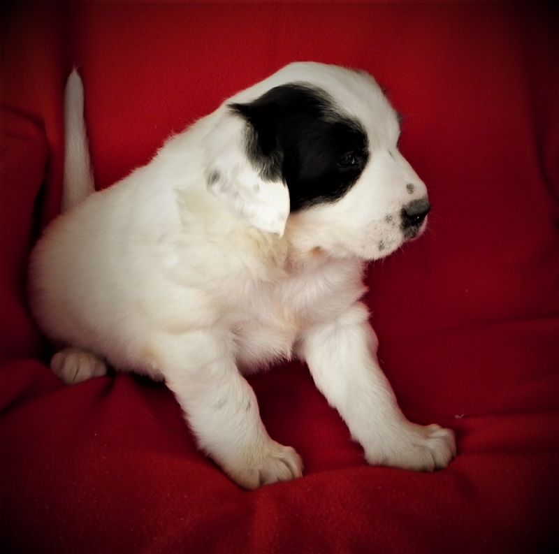ESTER'S #1 MALE **SOLD** Tom - Previously Sold Dog Puppy