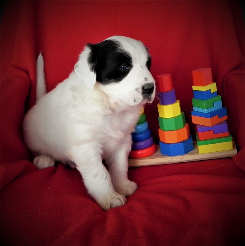 ESTER'S #1 MALE **SOLD** Tom - Previously Sold Dog Puppy
