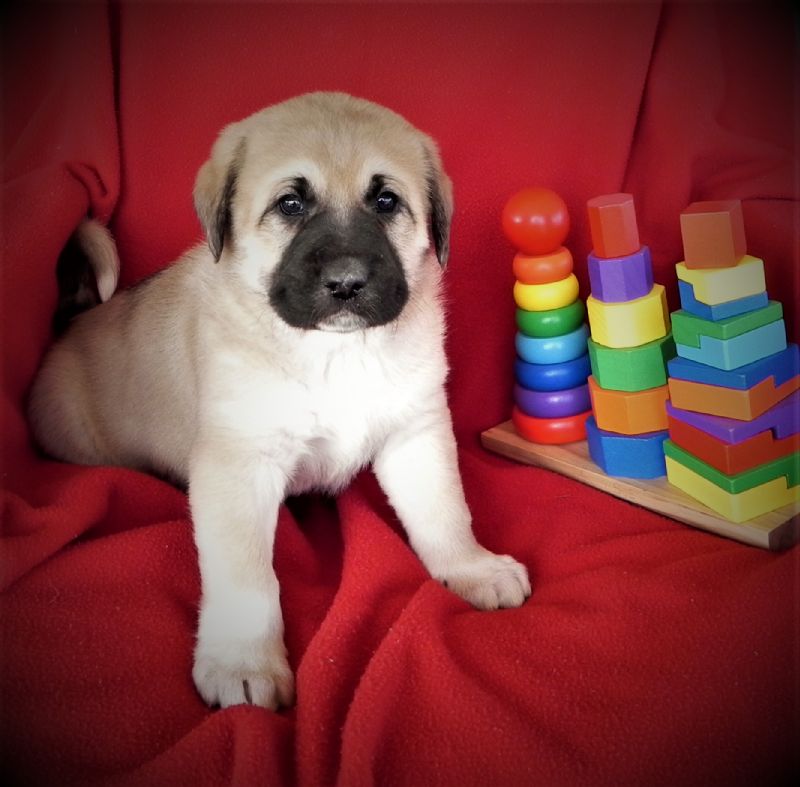 LAYLA'S MALE PUPPY #7**SOLD-Courtenay & Stacey*** - Previously Sold Dog Puppy