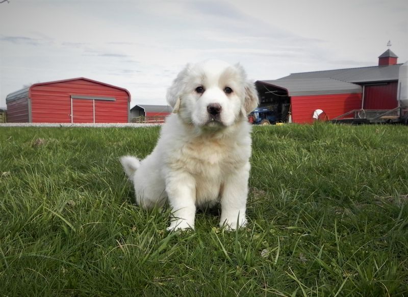ESTER'S #5 FEMALE***SOLD***Courtenay & Stacey - Previously Sold Dog Puppy