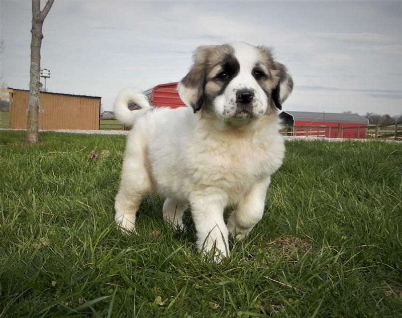 ESTER'S #2 FEMALE***SOLD*** Maria & Patrick Y. - Previously Sold Dog Puppy