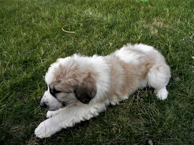 BELLA'S FEMALE #7***SOLD**CHUCK S. - Previously Sold Dog Puppy