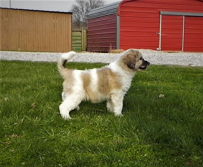 BELLA'S FEMALE #7***SOLD**CHUCK S. - Previously Sold Dog Puppy