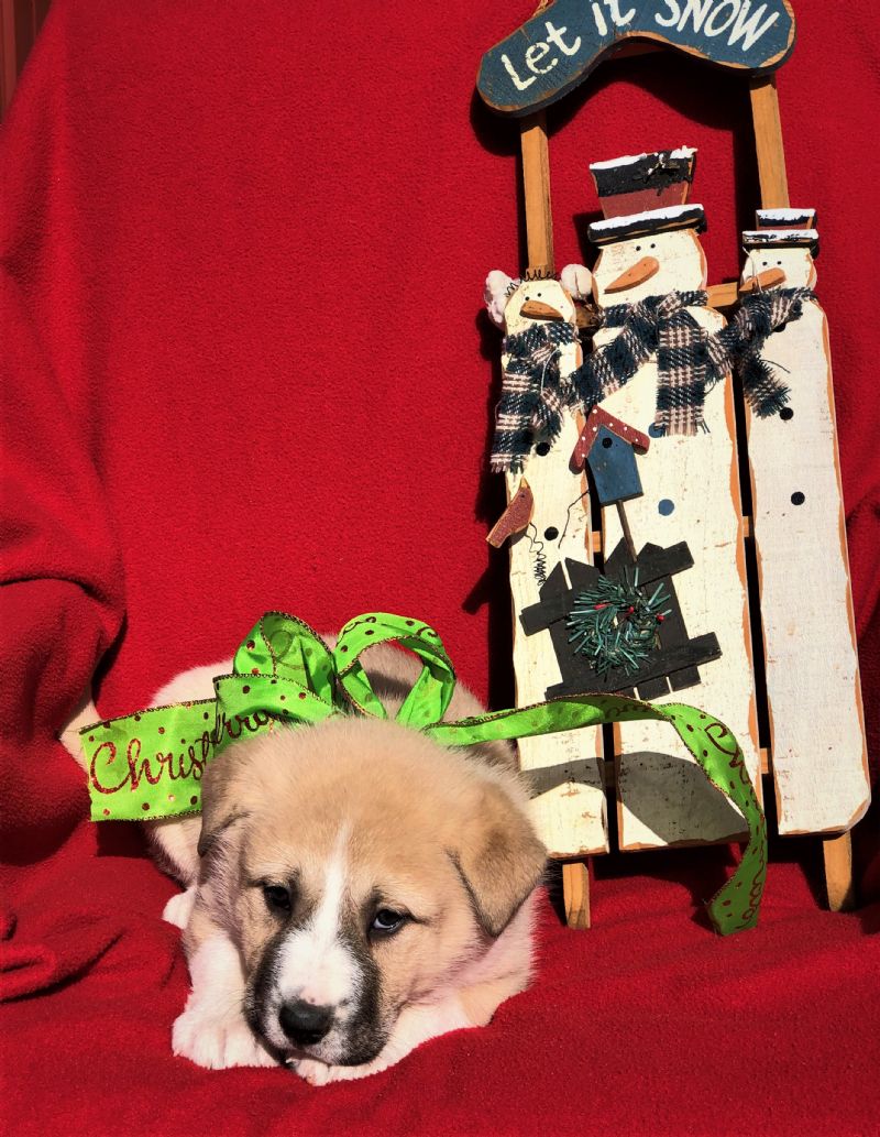 Mia's Female Puppy #1**SOLD** Mary Etta P. - Previously Sold Dog Puppy