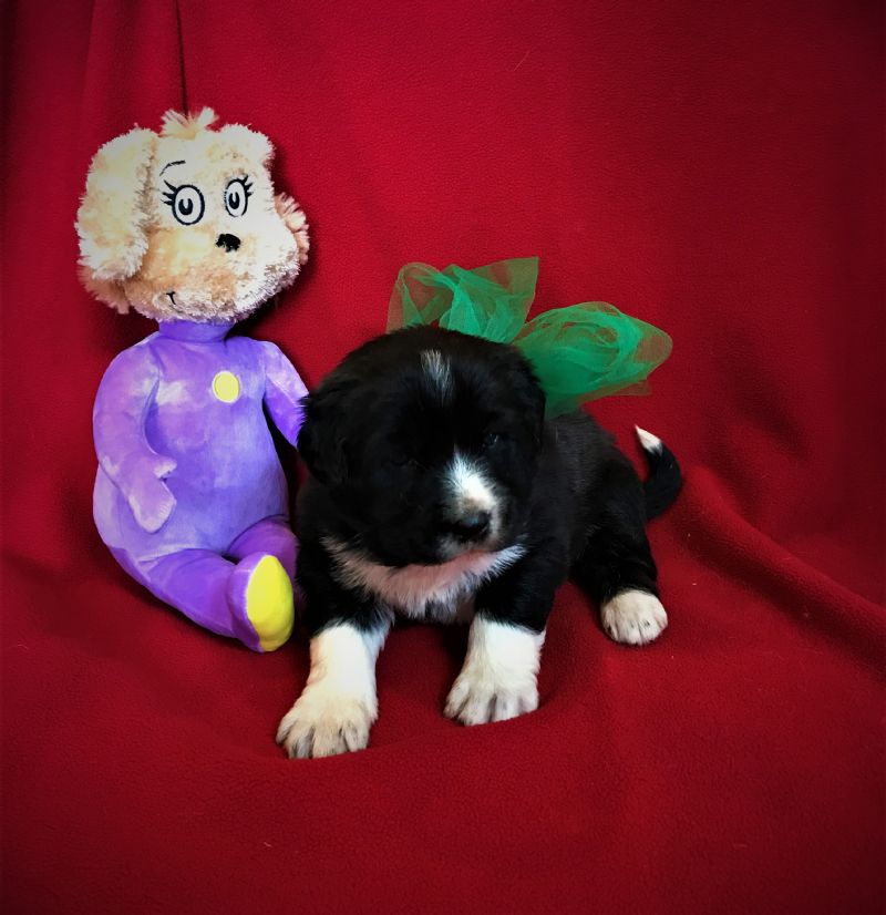 LAYLA & FIDO'S FEMALE PUPPY #8 **SOLD**AARON & TANYA - Previously Sold Dog Puppy