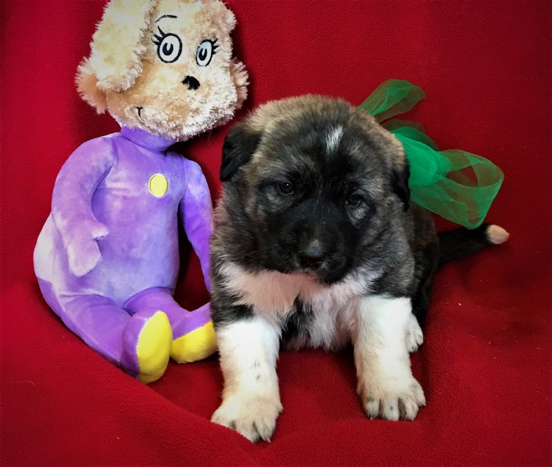 LAYLA & FIDO'S FEMALE PUPPY #9 **SOLD**HEATHER & CHUCK - Previously Sold Dog Puppy