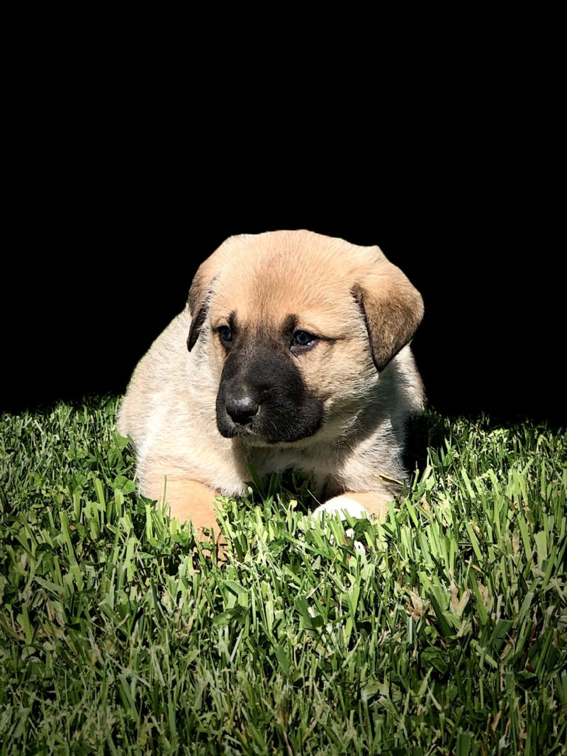 MIA'S #7 MALE***SOLD***SCARLETT - Previously Sold Dog Puppy