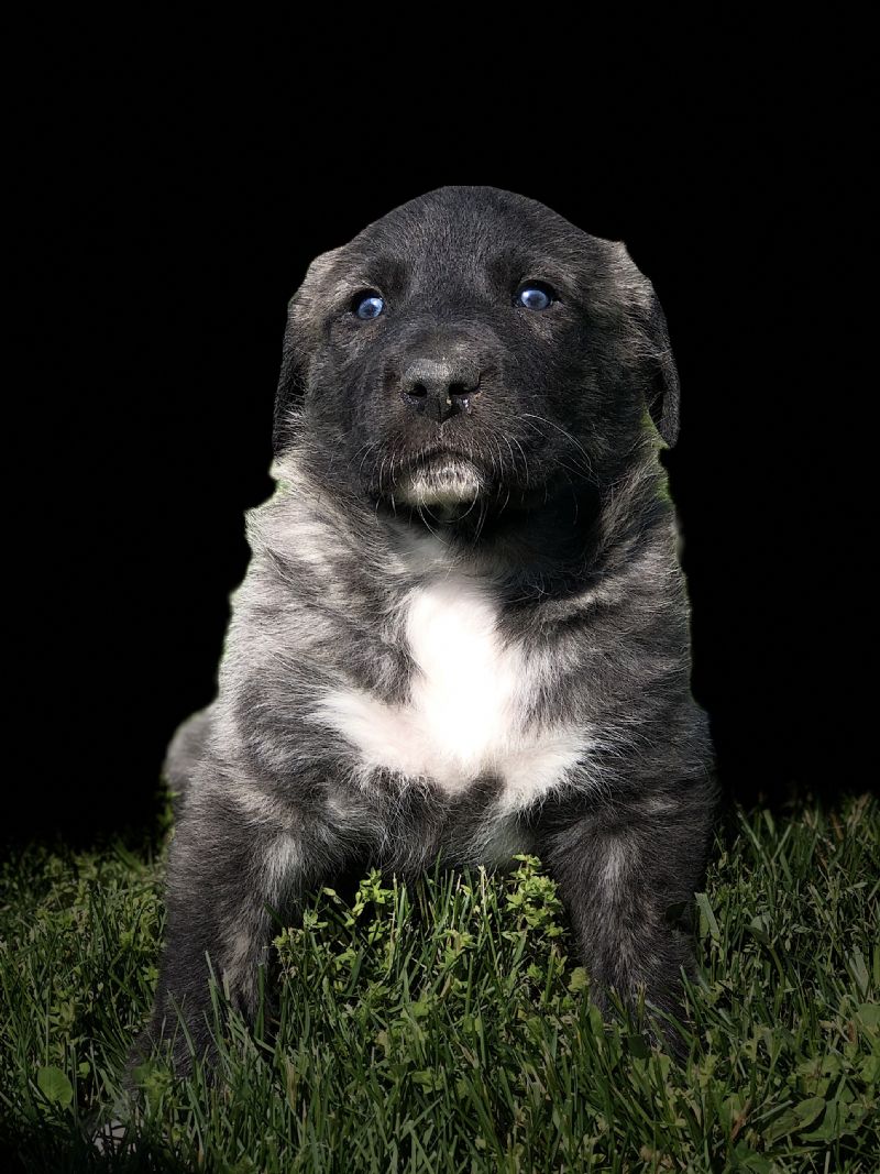 MIA'S #6 MALE***SOLD*** Rachel & Bruce W. - Previously Sold Dog Puppy