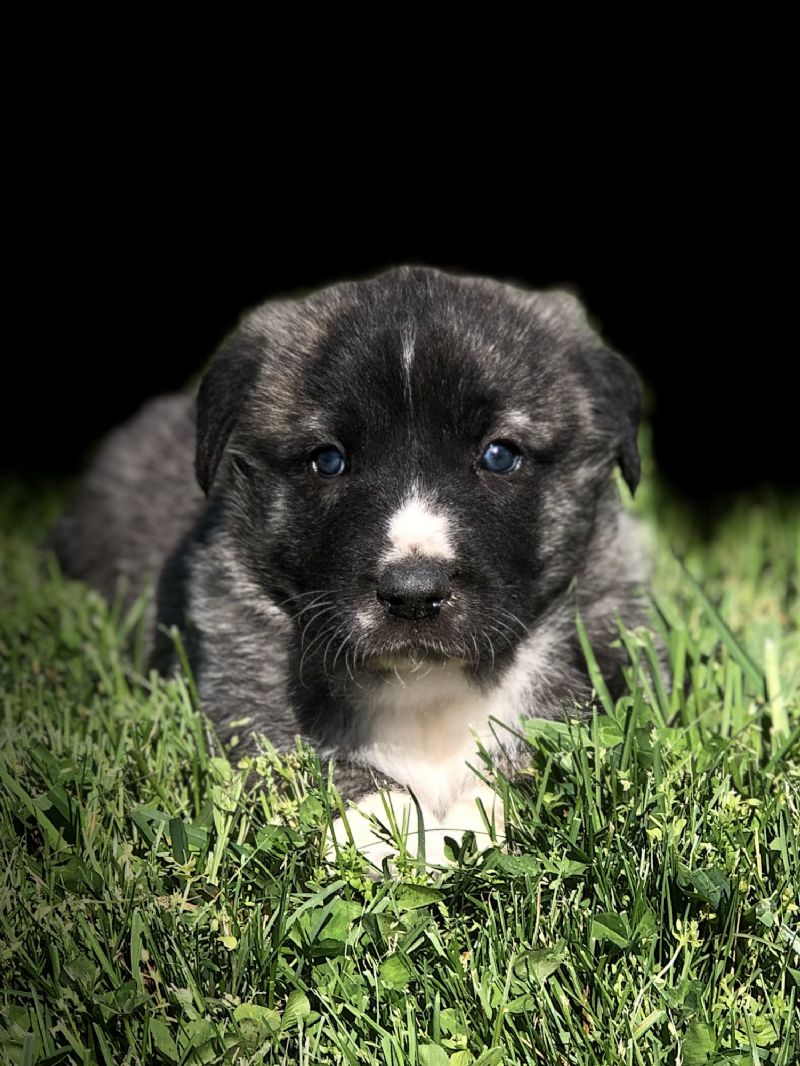 MIA'S #4 FEMALE***SOLD***Jimmy F. - Previously Sold Dog Puppy