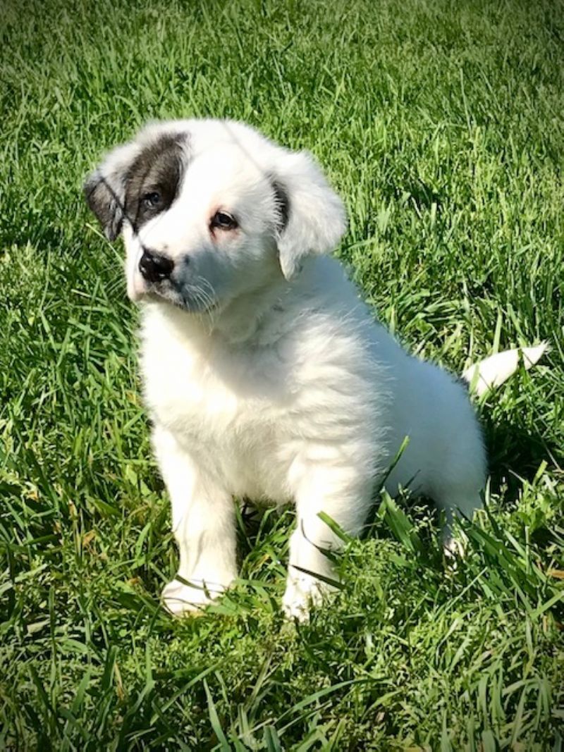 ZOE'S MALE #1***SOLD*** KATIE - Previously Sold Dog Puppy