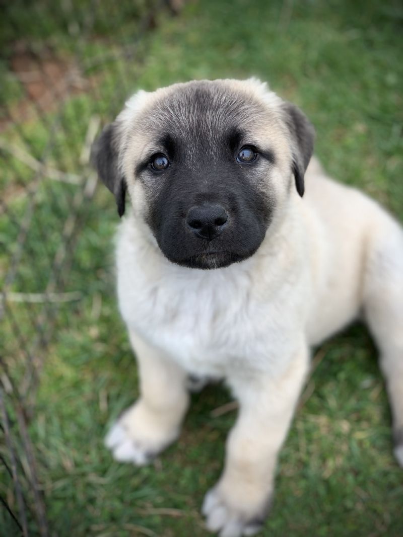 #3 MALE***SOLD*** Alan - Guard Dog Puppy