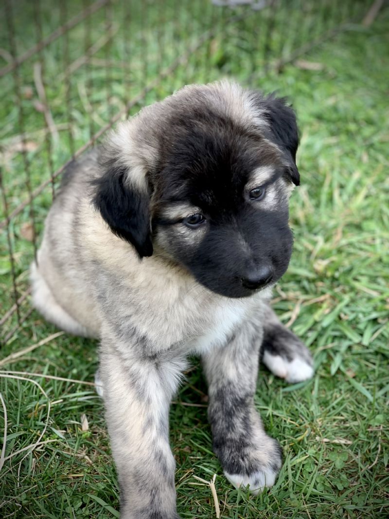 #5 MALE***Sold*** JB - Guard Dog Puppy
